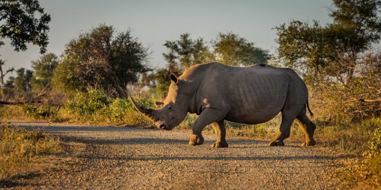 089 Kruger National Park, neushoorn.jpg